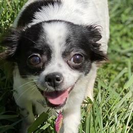 Chihuahuas from Casadelopez Tails