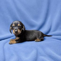 Amos - Black and tan male Dachshund puppy in Richmond, Virginia from Paw Prints