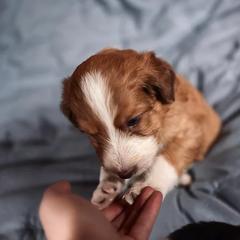 Bernedoodle, Bordoodle, and Golden Retriever Puppies from Golden Light Puppies