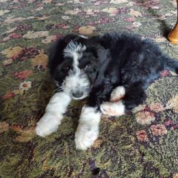 Goldendoodle, Golden Retriever, and Sheepadoodle Puppies from Guppy Puppies