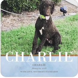 Charlie  - Poodle