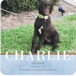 Charlie  - Poodle