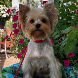Eden - Yorkshire Terrier