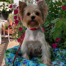 Eden - Yorkshire Terrier