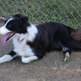 Dutchess - Border Collie