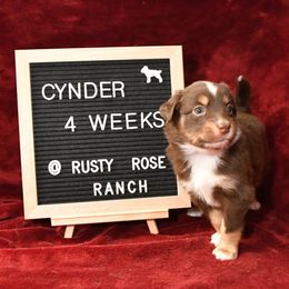 Miniature American Shepherd and Miniature Australian Shepherd Puppies from Rusty Rose Mini Aussies and Mini American Shepherds