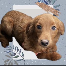 Lilly - Apricot female Goldendoodle puppy in Centralia, Missouri from Oodles Of Doodles Mo.