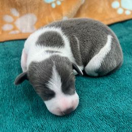 Flynn - White and blue male Italian Greyhound puppy in West Plains, Missouri from Sycamore Ridge Puppies