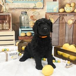Goldendoodle Puppies from Country Care Pet Spa and Hotel, LLC
