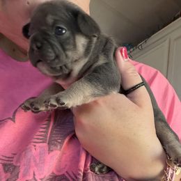 Opera - Blue female French Bulldog puppy in Prineville, Oregon from Felicia's Frenchies