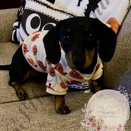 Dachshund Puppies from CSW Dachshunds