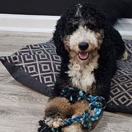 Maebelle - Bernedoodle