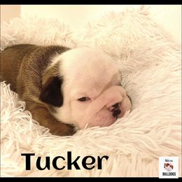 Bulldog Puppies from Adora Bulldogs