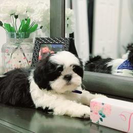 Shih Tzu and West Highland White Terrier Puppies from Westies of Morrison