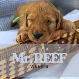 Mr. Reef - Red  male Goldendoodle puppy in Pensacola, Florida from Ruby Pupper Doodles