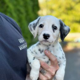 Penny - White and black female Dalmatian puppy in Mount Vernon, Washington from Pawsitively Spotted