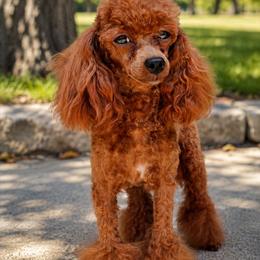 Betsy - Poodle
