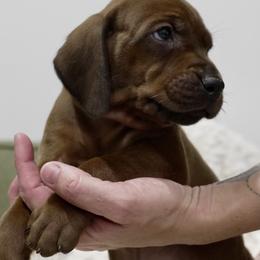Teal Boy - Red male Redbone Coonhound puppy in Shreveport, Louisiana from BAFERD Kennels