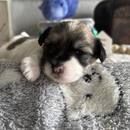 Poppie - Tri-color female Coton de Tulear puppy in Freeport, Texas from H❤️PE COTONS