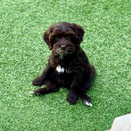 Dark chocolate - Chocolate male Australian Labradoodle puppy in Anderson, California from Shaggy Doodles