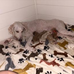 Boo (Purple) - Red  female Poodle puppy in Stuart Fl, Florida from Loyal Liberty Australian Shepherds