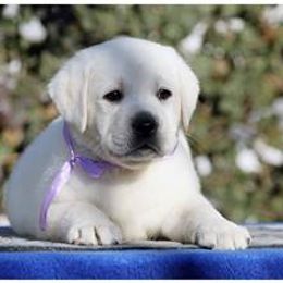 Labrador Retriever Puppies from Belquest Labradors