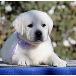 Labrador Retriever Puppies from Belquest Labradors
