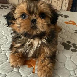 Purse Pup Barbie - Red and tan female Shih Tzu puppy in Galveston, Texas from 🌗 New Moon Shih Tzu 🌗