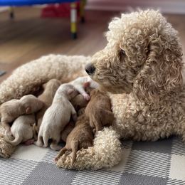 Cece - Goldendoodle