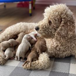 Cece - Goldendoodle