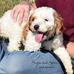 Dazzle - Cockapoo