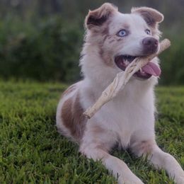 Australian Shepherds from Mason Jar Aussies