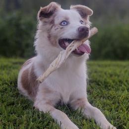 Australian Shepherds from Mason Jar Aussies