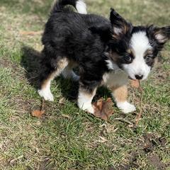 Sporty Mix Puppies from Ebonheart Kennel