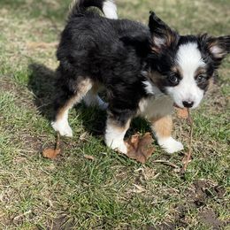 Sporty Mix Puppies from Ebonheart Kennel