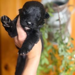 Girl 2 - Black female German Shepherd puppy in Salem, South Carolina from Von Maqqedah Haus German Shepherds
