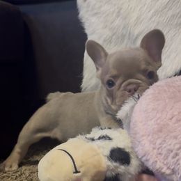 Charleston - Liver male French Bulldog puppy in Gerber, California from In The Zone Dog Training and Breeding