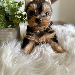 Yorkshire Terrier Puppies from Crystal Garden Yorkies