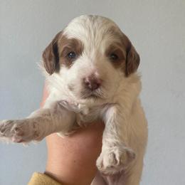 Jake - White male Cavapoo puppy in Pasco, Washington from Beth's Cavapoos