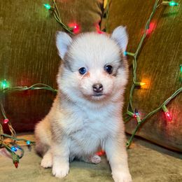 Twinkle - Gray and white female Pomsky puppy in La Verne, California from Red Cedar Pomskies