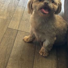 Pumpkin - Shih Tzu