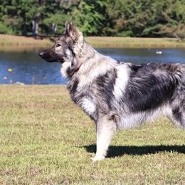 Torin - German Shepherd