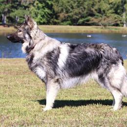 Torin - German Shepherd