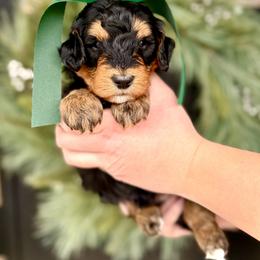 Boy 1 - Phantom male Bernedoodle puppy in Salt Lake County, Utah from Coco Avenue Pups