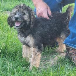 Girl 2 - female Goldendoodle puppy in Harrisburg, Nebraska from Wildcat Hills Doodles
