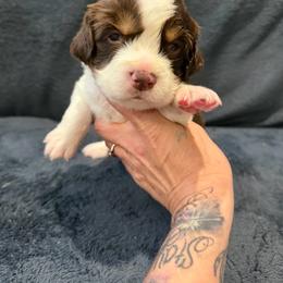 Green boy - Liver white and tan male English Springer Spaniel puppy in Lufkin, Texas from Shifletknight Springer Spaniels