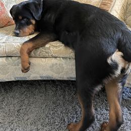 Rottweiler All Grown Up from Sweetgum Farm