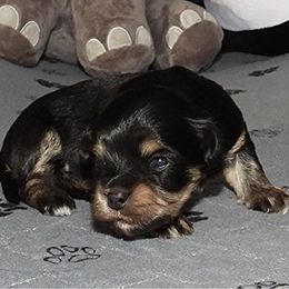 Hot Stuff ERIC - Black male Havanese puppy in Salt Lake City, Utah from Steal Your Heart Havanese