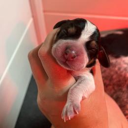 Daisy - Black tan and bluetick female Beagle puppy in Jasper, Texas from Beech Grove Beagles