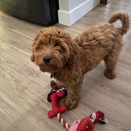 Goldendoodle Puppies from Natalie Cole's Goldendoodles